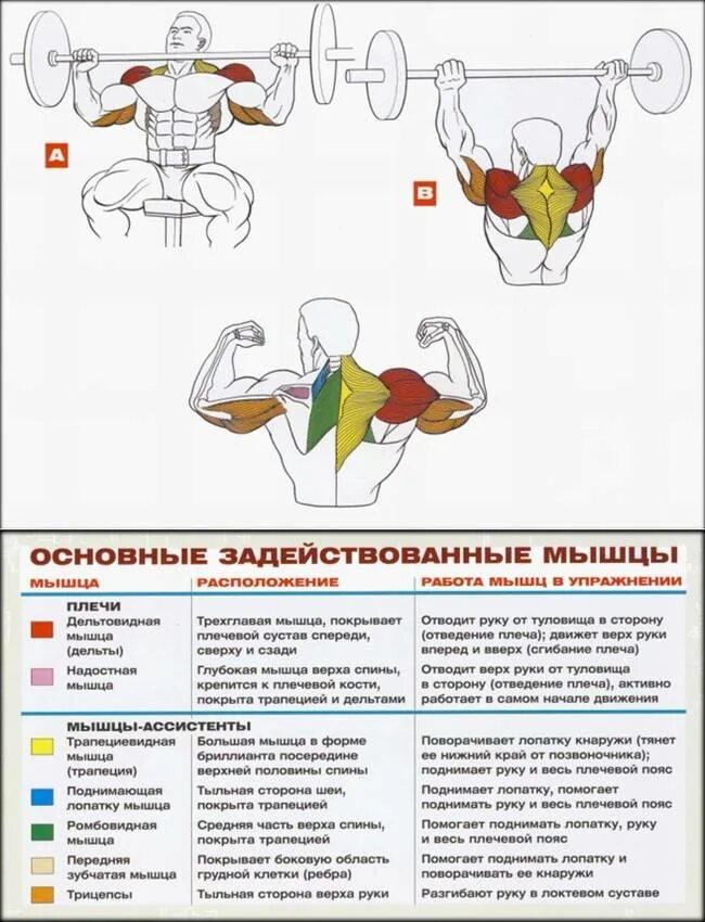 Упражнения для плечевого пояса на тренажерах. Базовые упражнения для развития мышц рук и плечевого пояса. Базовые упражнения для плеч. Основные базовые упражнения на плечи. Жим гантелей на дельты