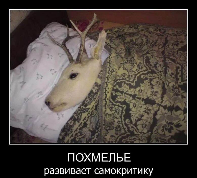 С бодуна картинки прикольные. Стихи про похмелье смешные. Приколы про похмелье. Холостяк прикол. Фразы про похмелье.