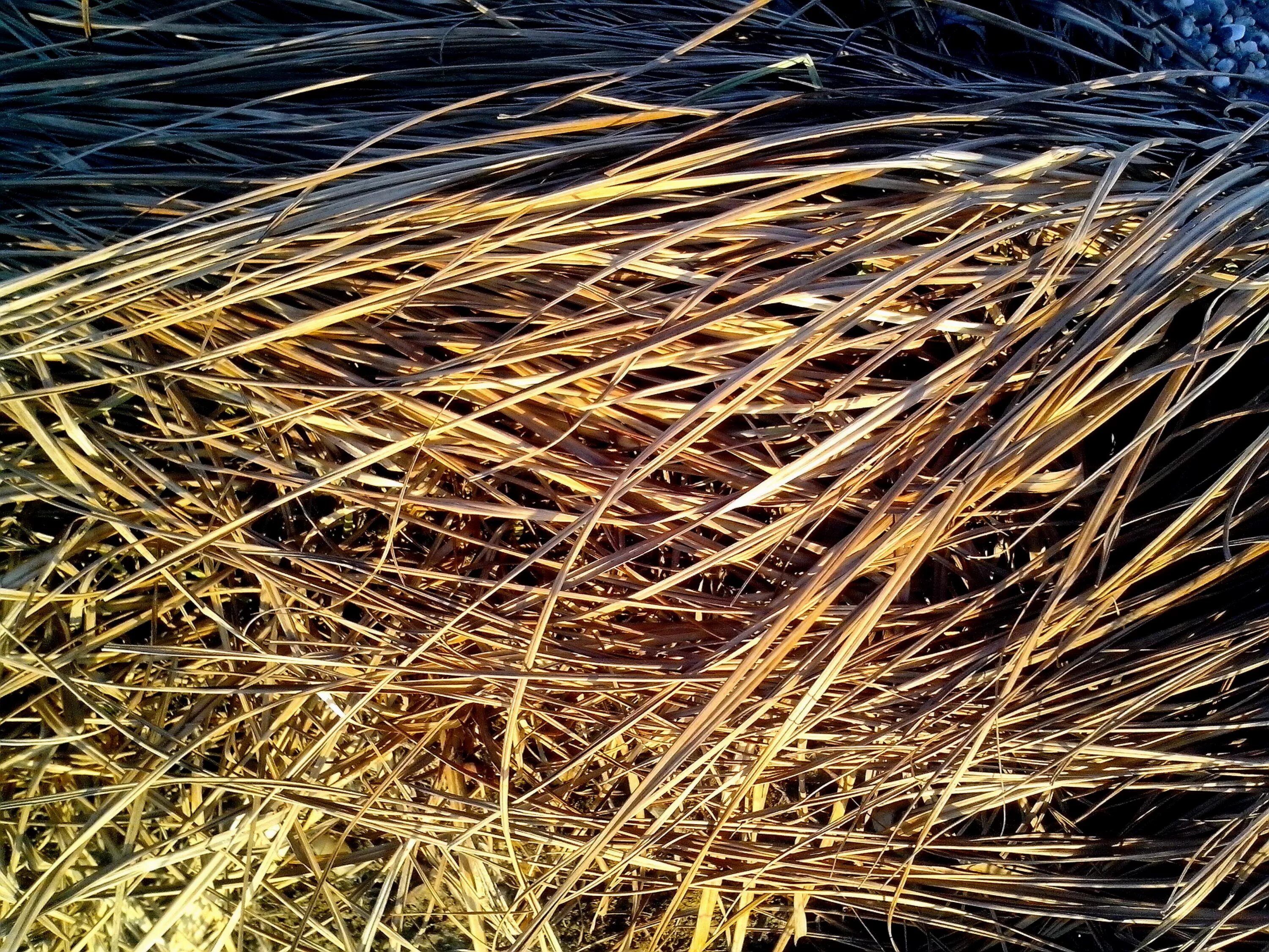 Сухая картинка. Сухая трава. Сухая трава текстура. Паттерн сухая трава. Греция сухая трава.