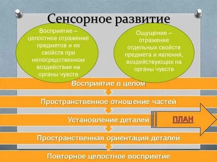 Развитие сенсорной сферы