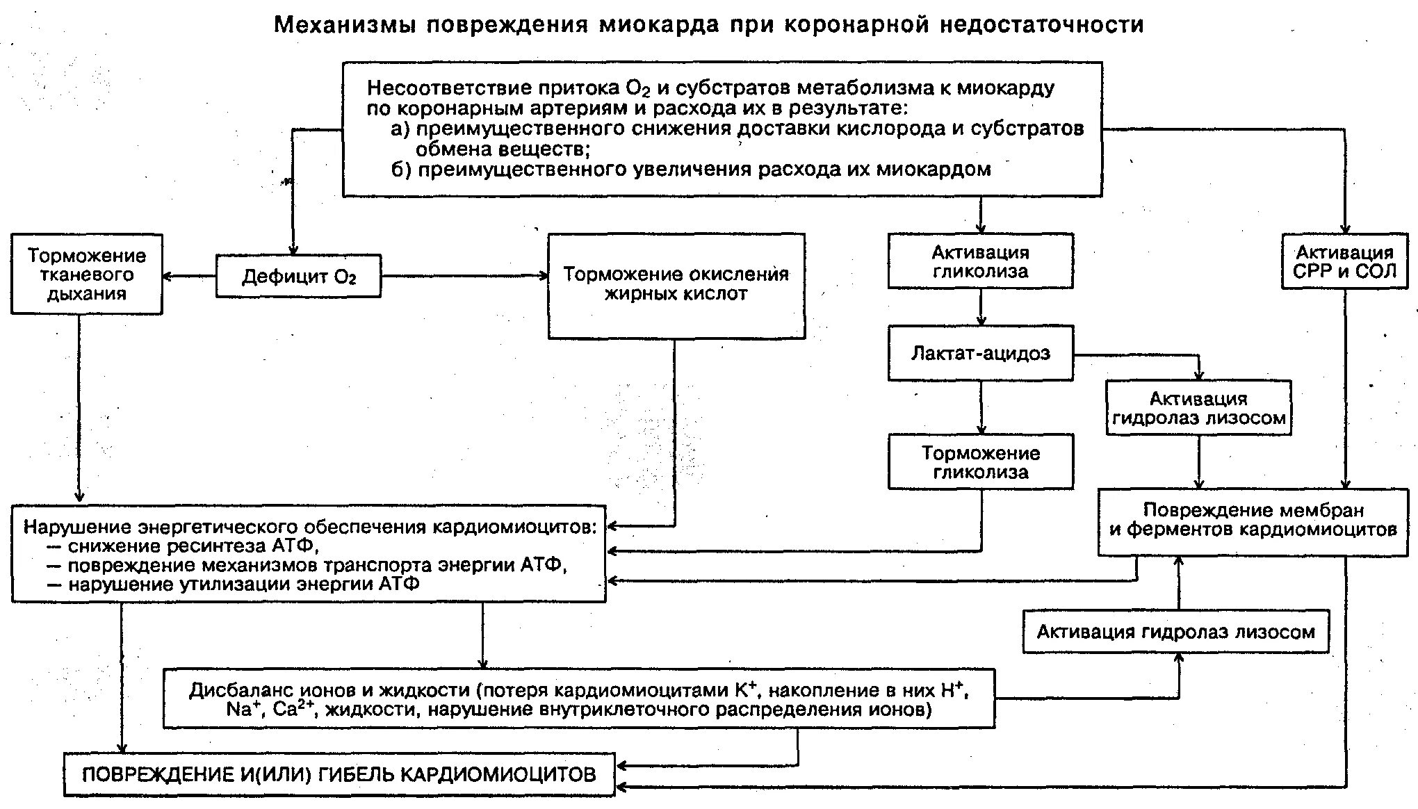 Острая коронарная недостаточность причины смерти у мужчин. Механизм повреждения кардиомиоцитов при инфаркте. Механизм повреждения миокарда при коронарной недостаточности. Механизмы формирования коронарной недостаточности. Коронарная недостаточность механизм развития.