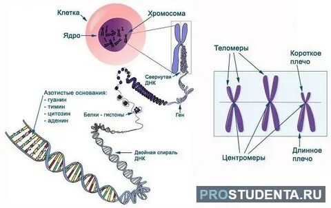 Перетяжка хромосомы