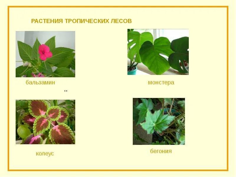 Экваториальный влажный тропический лес растения. Влажные тропические леса растения. Животные и растения тропических лесов. Растительный мир влажных экваториальных лесов африки. Тропический лес нижний ярус.