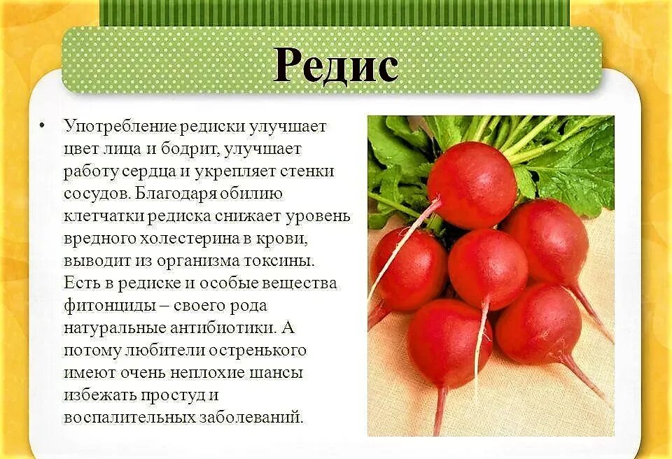 С какого возраста можно давать редиску ребенку. С какого возраста можно давать редиску ребенку