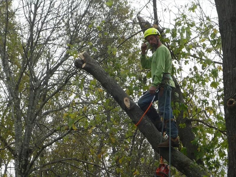 Спил деревьев, выкорчевывание пней, расчистка участка. Валка аварийных деревьев. Спиливание аварийных деревьев. Корчевание мелколесья. Спил деревьев на участке.