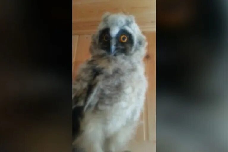 приметы про птиц. приметы сова прилетела на балкон. совы самарской области зимой прилетают. прилетела сова к дому к чему примета. прилетела сова к дому к чему примета.