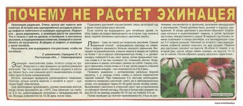 Эхинацея размножение
