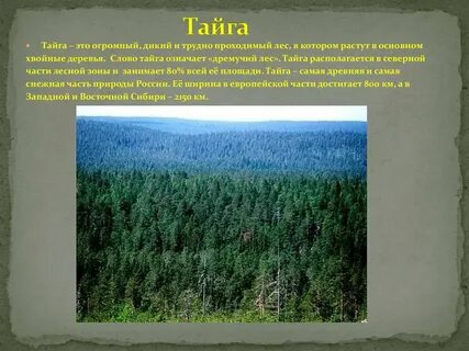 Тайга была такой чистой словно