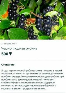 Сколько можно есть черноплодную рябину