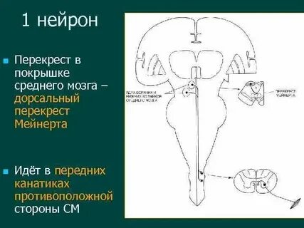 Перекрест мейнерта