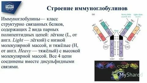 Иммуноглобулин м хеликс