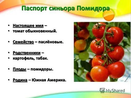 К какому плоду относится помидор