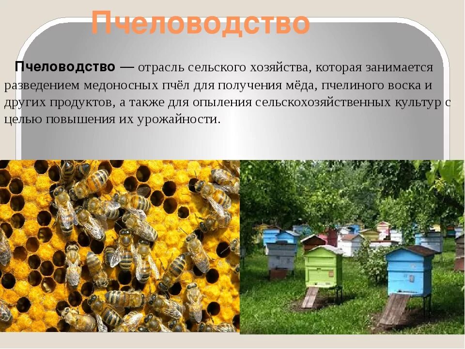 Пчеловодства 4