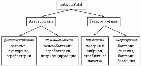 Способы питания бактерий схема