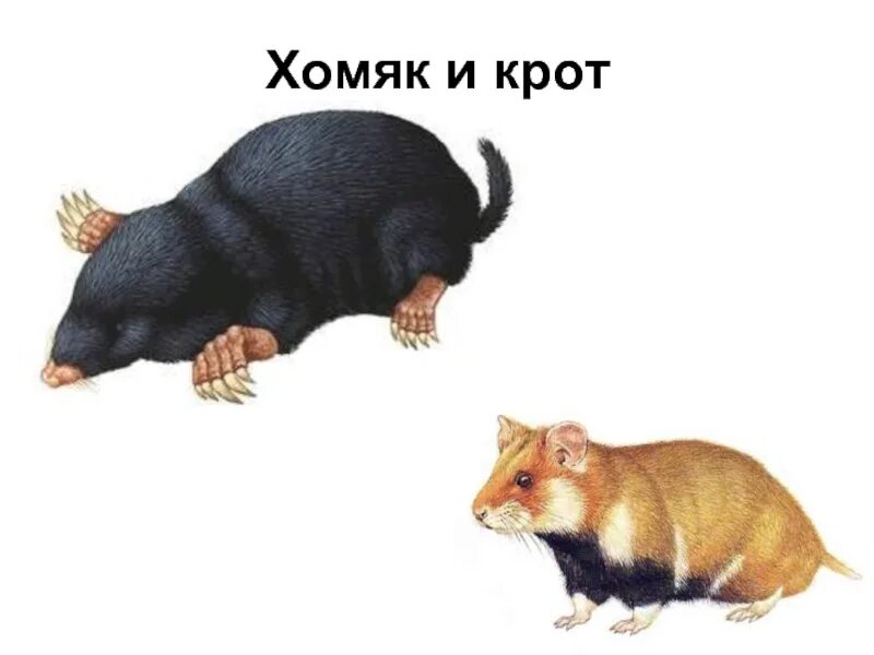 Аннигиляция солнца магистр. Кроты хомяки текст. Кроты хомяки. Кроты хомяки будет битва. Кроты-хомяки угарный гаzzz.