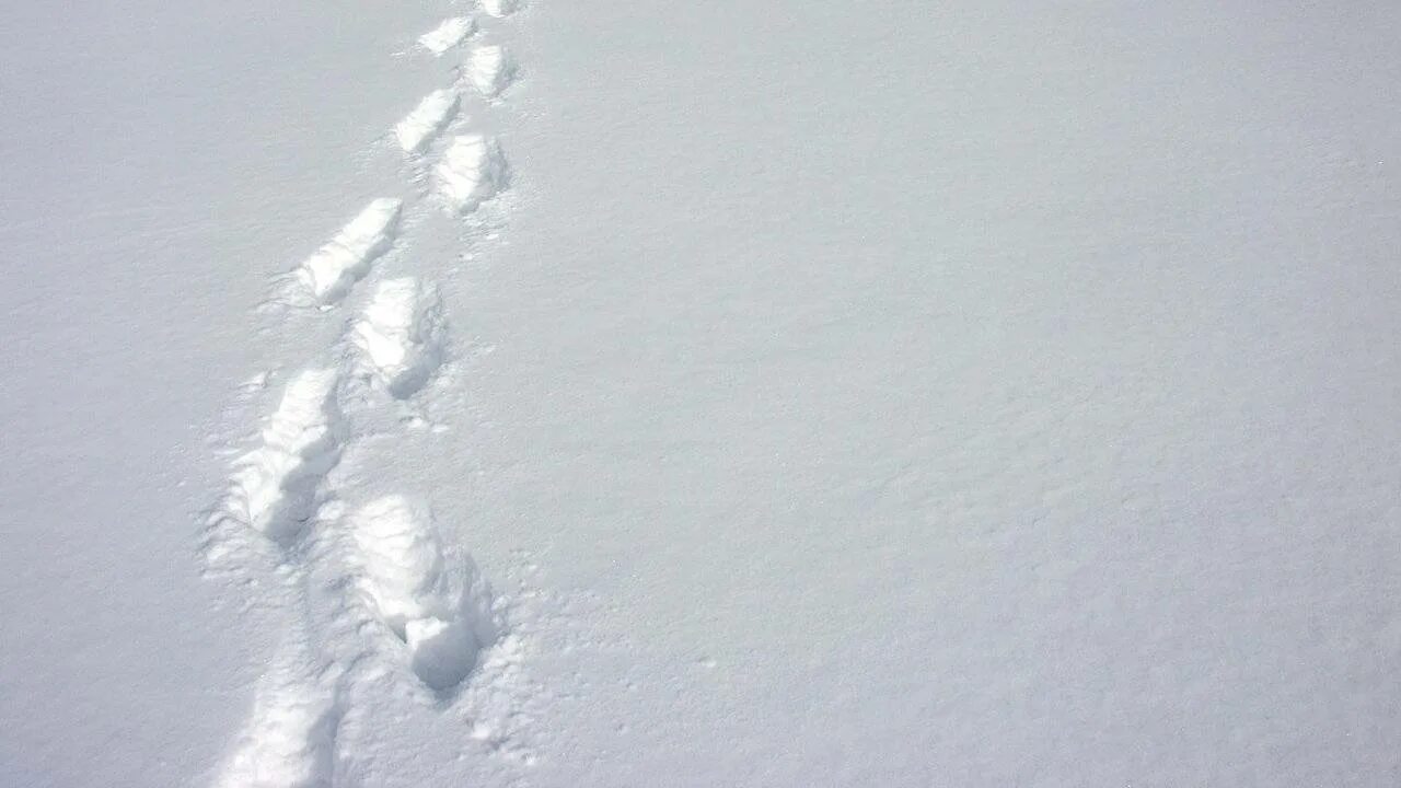 Он смотрел на следы ее. Следы на снегу. следы человека на снегу. снег следы на снегу. след от человека на снегу.