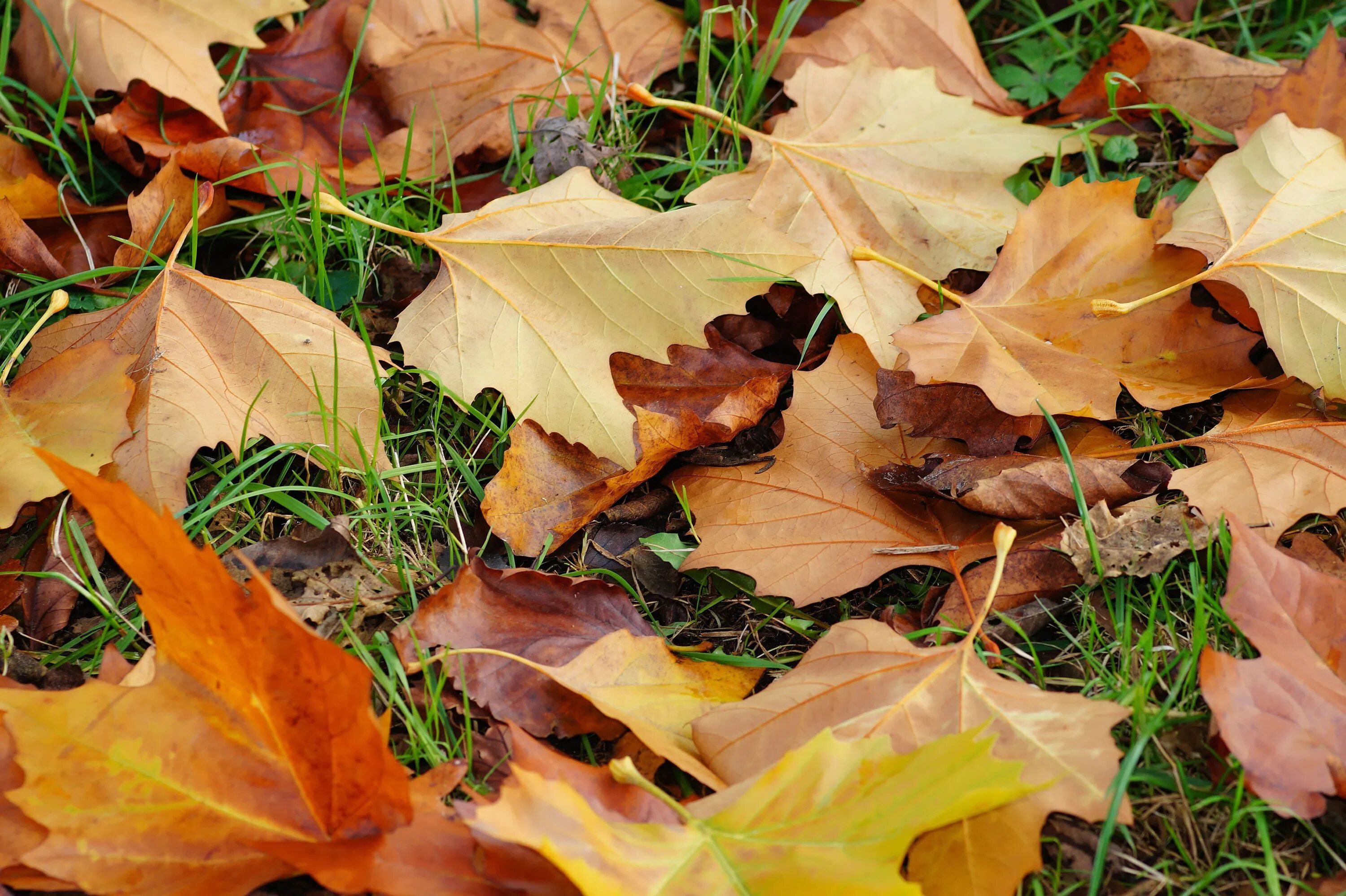 Осенняя листва. Сухая листва. Пожухлые листья. Сухие осенние листья. Ворох желтых листьев
