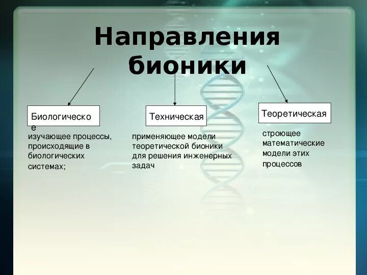 Основные направления бионики. Основные направления науки Бионика. Биологическое направление бионики. Бионика как одно из направлений биологии и кибернетики примеры.