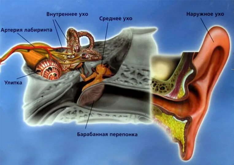 Клиническая анатомия предмет. Клиническая анатомия предмет