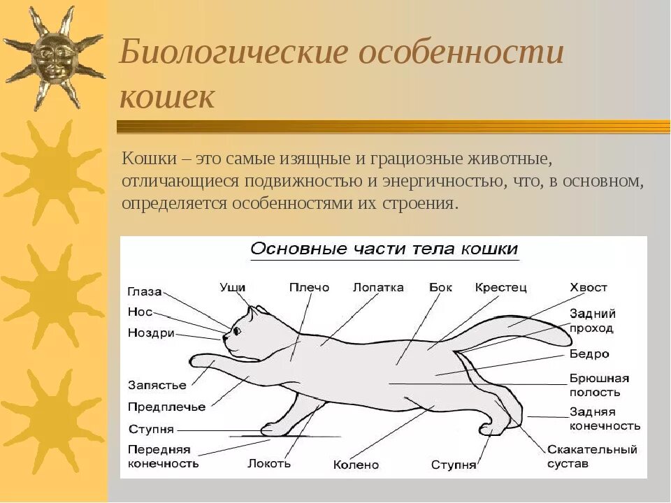 Особенности строения кошки