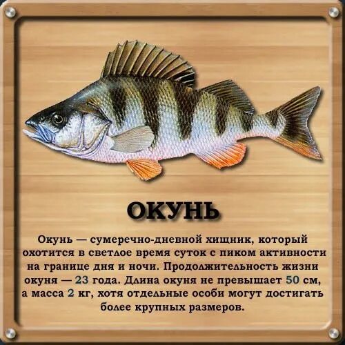 Окуни значение слова