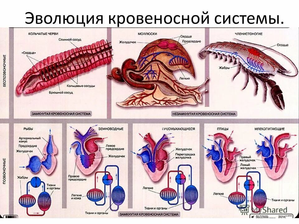 Эволюция кровеносной системы беспозвоночных. Эволюционное развитие кровеносной системы беспозвоночных животных. Эволюция кровеносной системы у беспозвоночных животных таблица. Эволюция кровеносной системы позвоночных животных таблица. У каких хордовых двухкамерное сердце