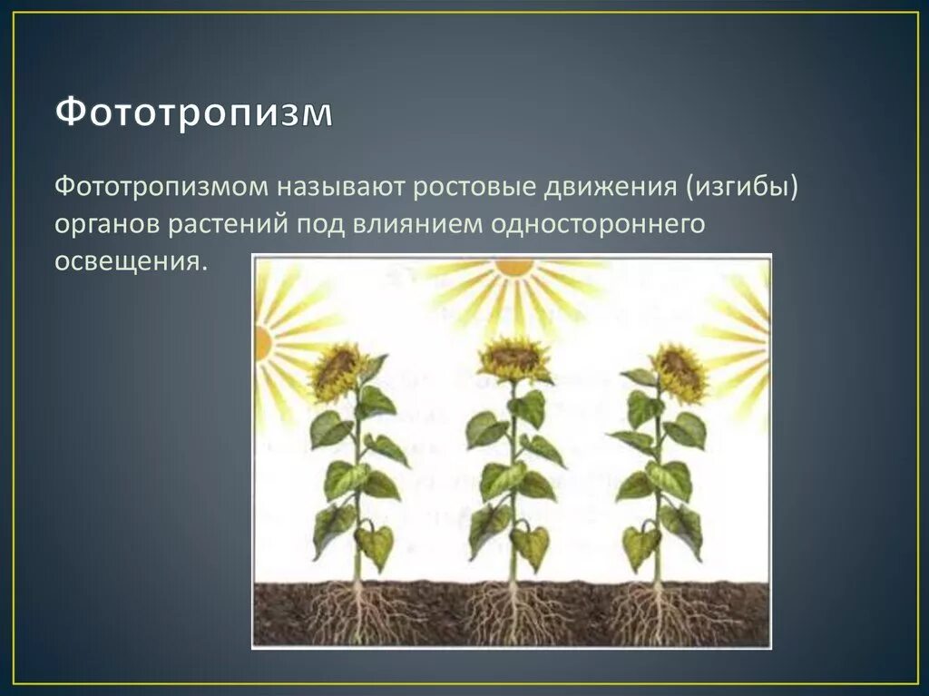 Как называется процесс когда растение растет. Фототропизм у растений. Движение растений. Положительный фототропизм у растений. Движение растений к свету.