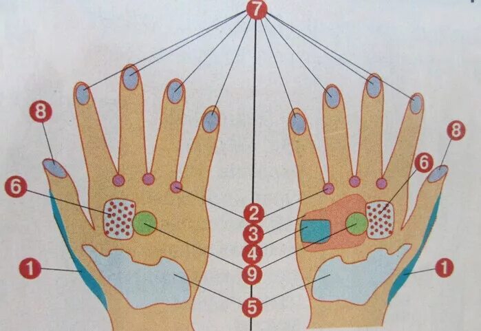 Китайская медицина руки. Су Джок акупунктура меридианы. Су Джок точки акупунктуры. Су Джок проекция органов на ладони. Су Джок ладонь левой руки.
