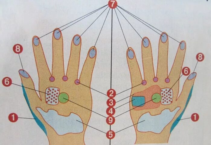 Су Джок акупунктура меридианы. Су Джок точки акупунктуры. Су Джок проекция органов на ладони. Су Джок ладонь левой руки. Китайская медицина руки