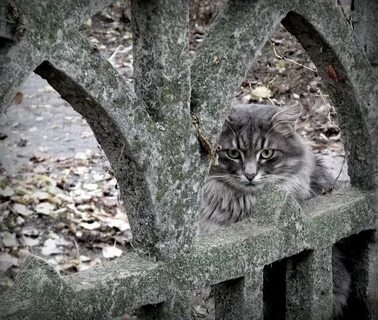 Котик готов