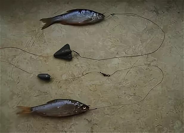 Наживка на налима. Поймать налима в октябре. Оснастка донки на налима на течении. Жерлица поставушка на налима. Донка на налима осенью.