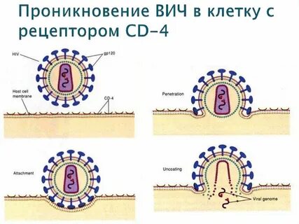 Вич уровень клеток
