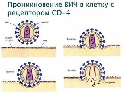 Проникновение