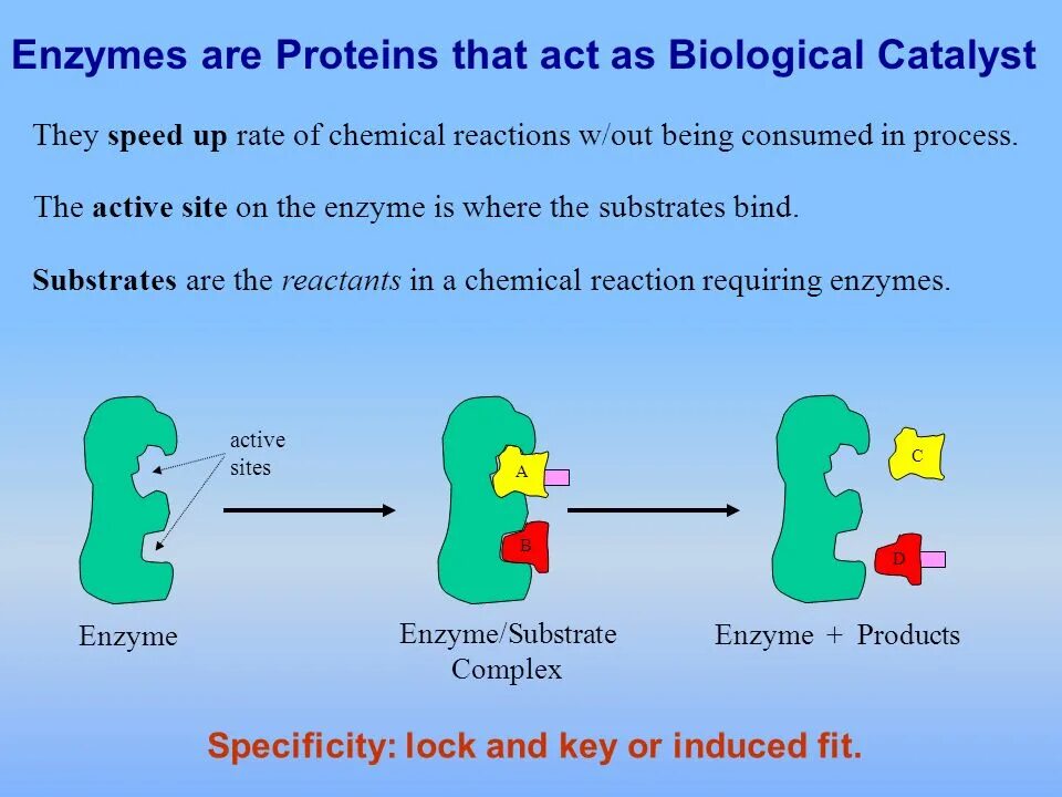 Action site. Enzymes Proteins. Enzymes are Proteins. Enzyme Active site. Biological role of Enzymes.