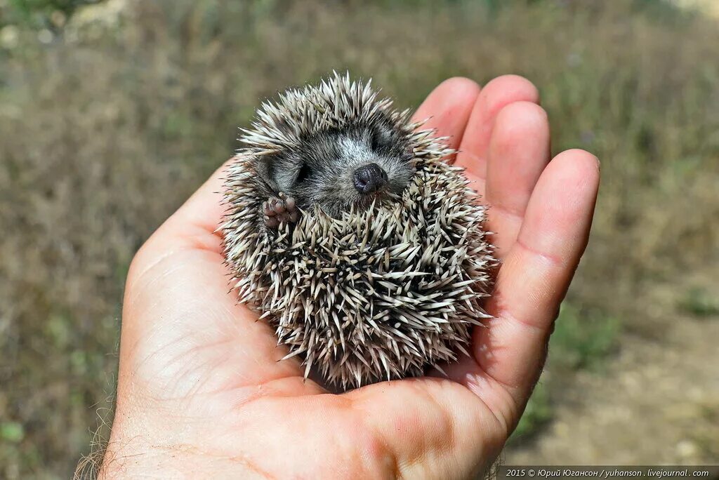 Еж сворачивается. Еж сворачивается в клубок. Свернувшийся еж. Обыкновенный ёж иголки. Еж сворачивается.