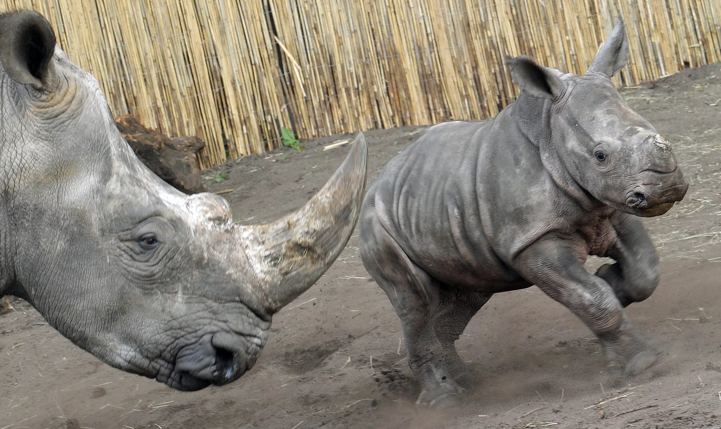 Сколько детенышей носорога родилось в 2001 году. Детеныш носорога. Носорог малыш. Самый большой Рог носорога. Носорог детеныш фото.