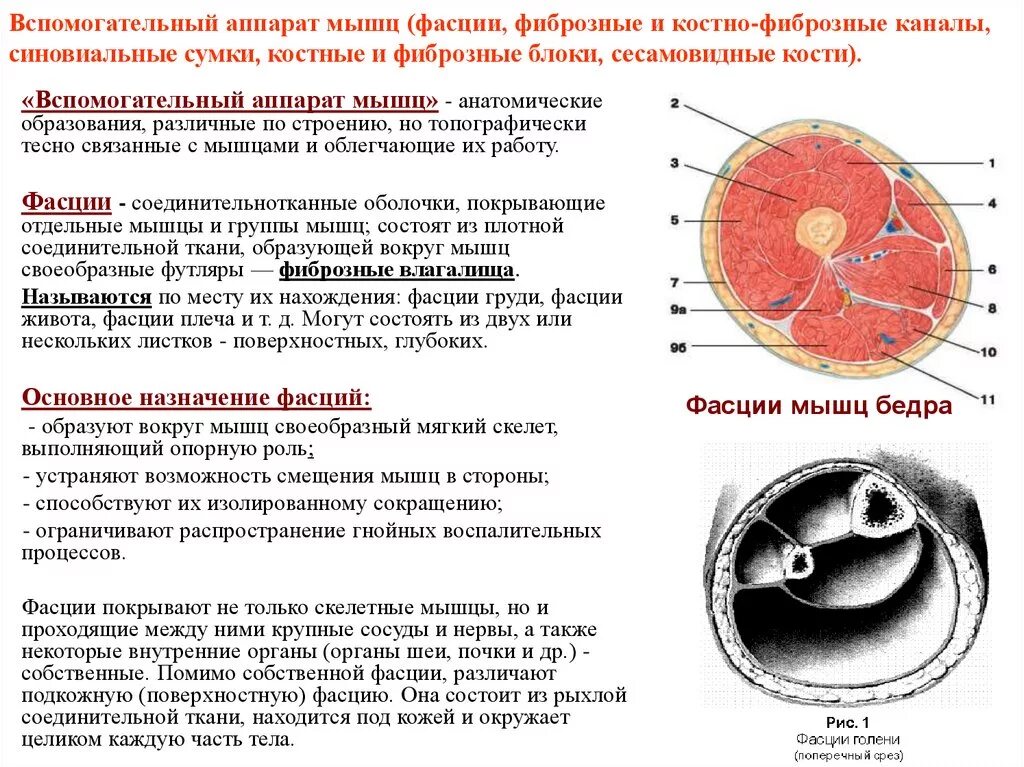 Соединительная ткань фасции. Вспомогательный аппарат мышц фасции синовиальные сумки и т.д. вспомогательный аппарат мышц костные и фиброзные блоки. костно фиброзные каналы и синовиальные влагалища. вспомогательный аппарат мышц сесамовидные кости.