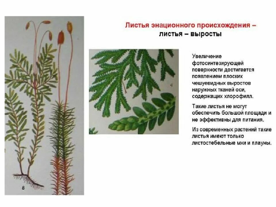 Схема эволюции листа. Возникновение листьев. Возникновение листьев. Теломная теория происхождения цветка. Пути возникновения листьев.