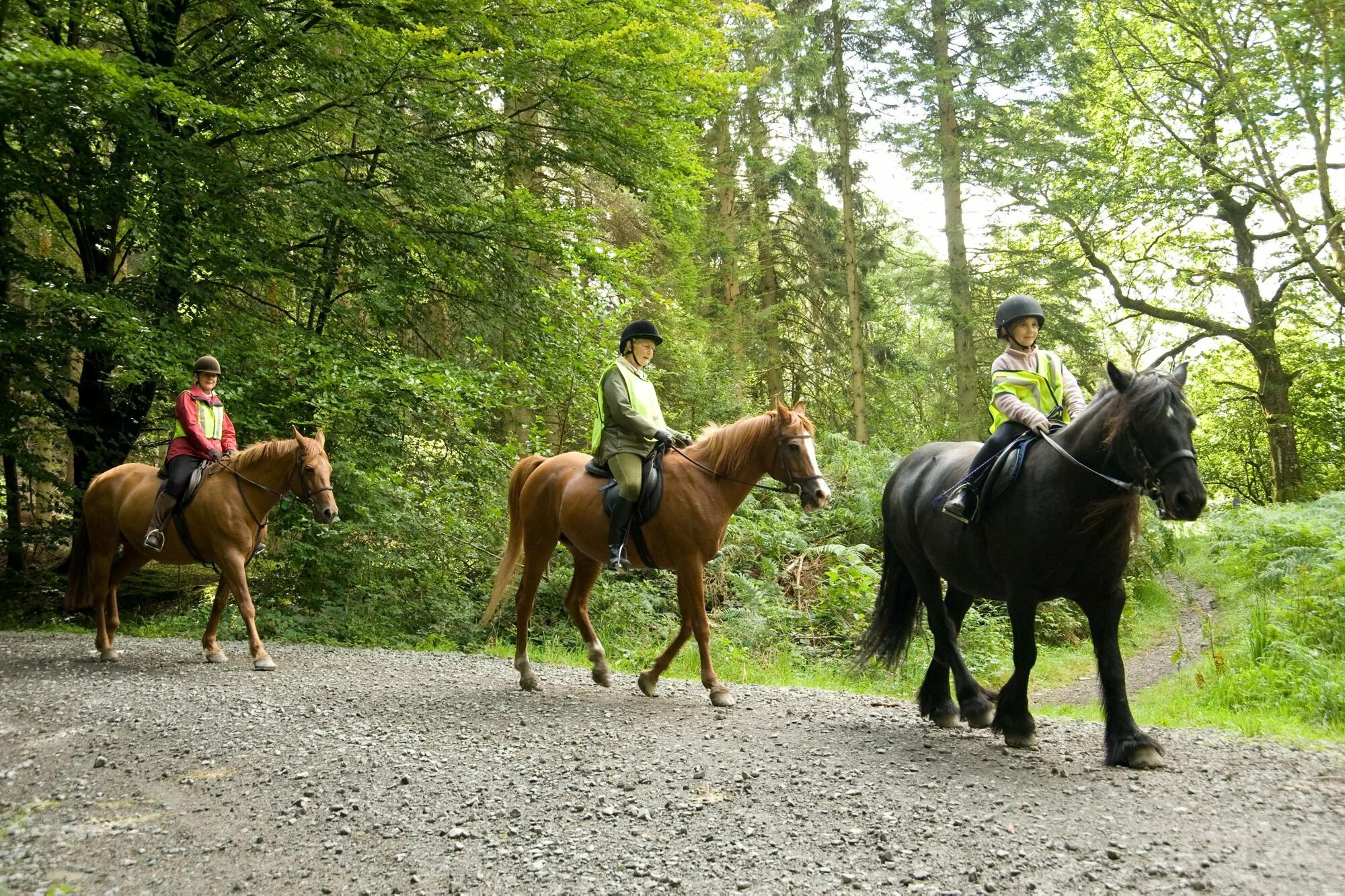 Лошади гуляют. Хорс райдинг. Прогулка по лесу на лошадях. Прогулка на конях по лесу. Катания на лошадях по лесу.