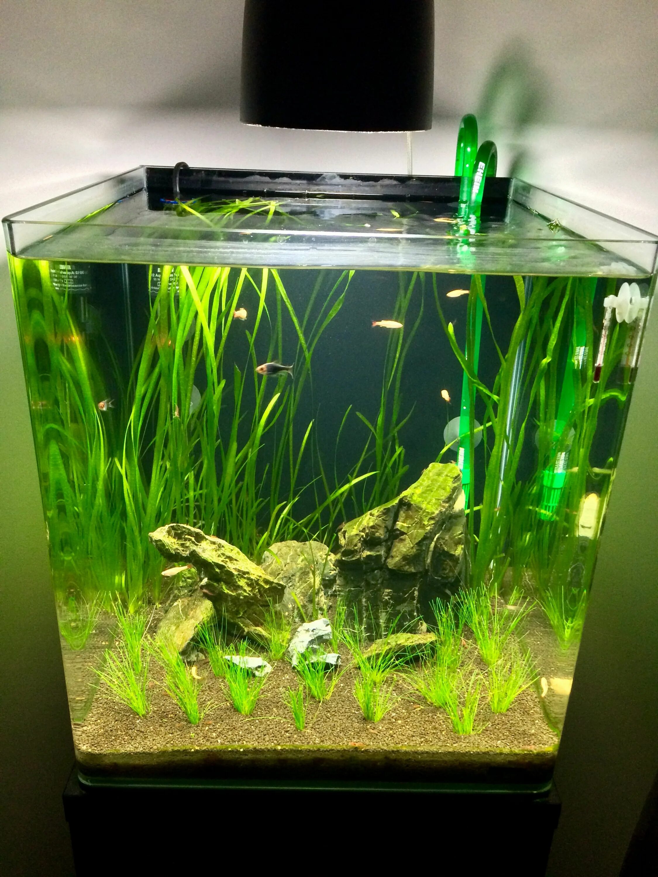 Nano cube. Dennerle 55l scaper&#039;s tank. dennerle nano cube 60. аквариум dennerle 55. нанокуб аквариум.