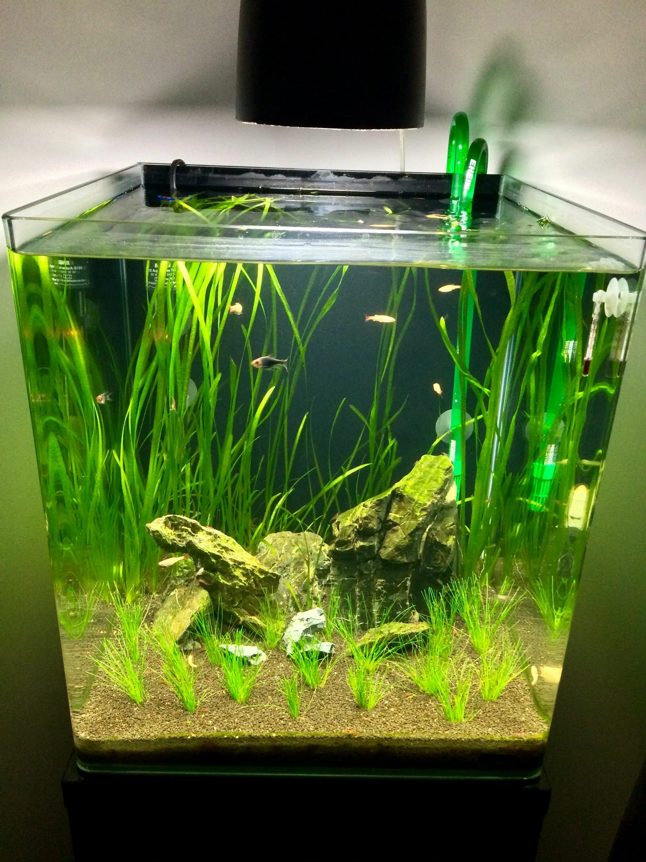 Nano cube. Dennerle 55l Scaper's Tank. Dennerle Nano Cube 60. Аквариум Dennerle 55. Нанокуб аквариум.