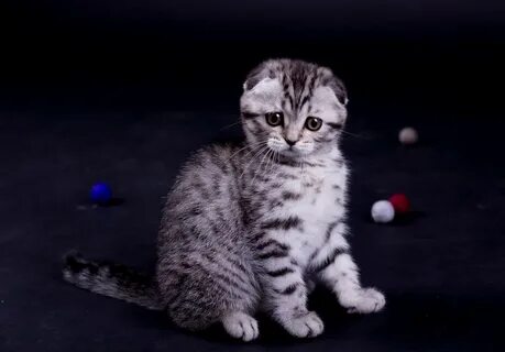Имя для вислоухого котенка девочки