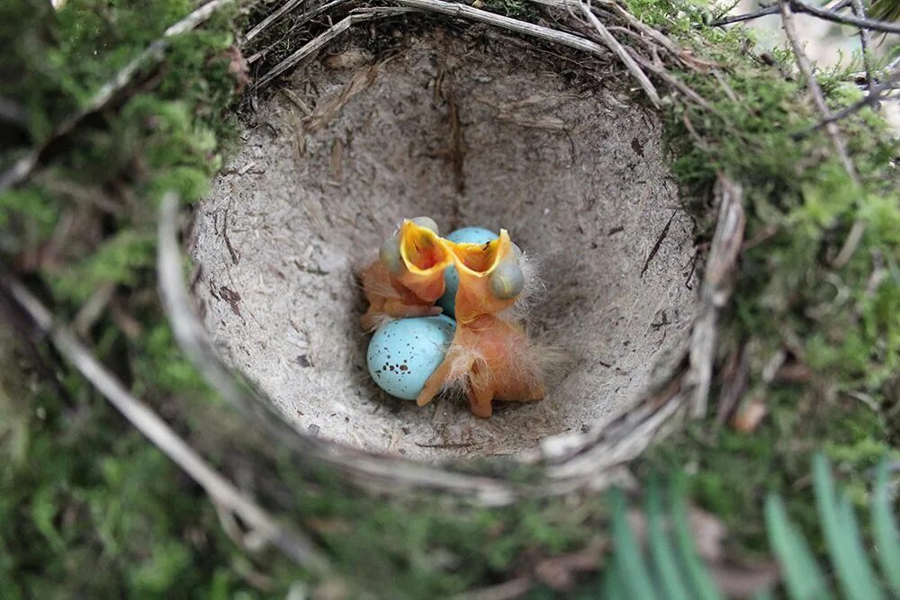 В 1 гнезде 3 птенца. Яйца певчего дрозда. Гнездо певчего дрозда. Птенцы дрозда в гнезде. Гнездо дрозда певчего с яйцами.