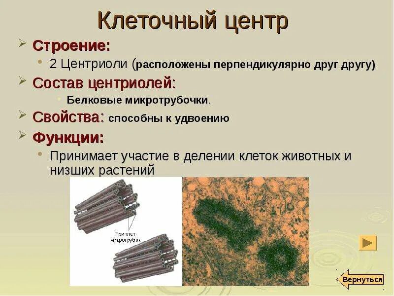 Какая клетка имеет клеточный центр. Центриоли клеточного центра функции. строение центриоли клетки. клеточный центр строение и функции. клеточный центр строение и функции 10 класс.
