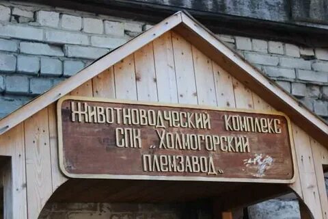 Холмогорский племзавод