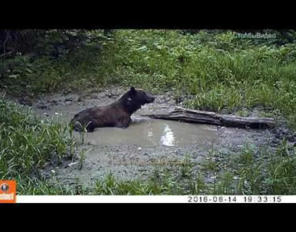 Опасны ли медведи. Медведи на Столбах Красноярск.