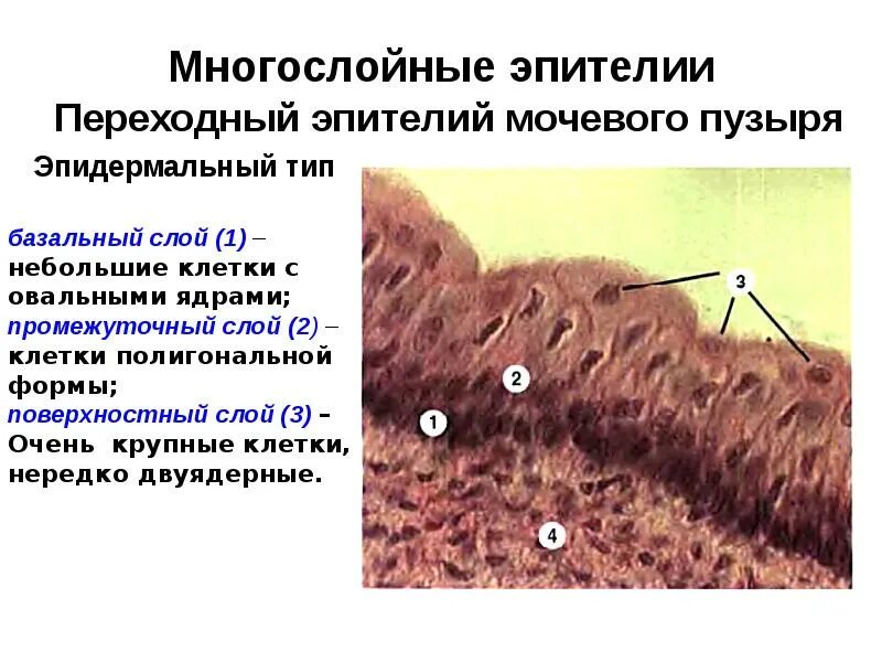 Мочевой пузырь (переходный эпителий, гладкая мышечная ткань). Эпителий мочевого пузыря гистология. Многослойный переходный эпителий гистология мочевого пузыря. Многослойный переходный эпителий мочевого пузыря кролика. Переходный эпителий уротелий.