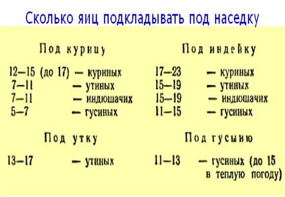 Можно ли подложить под курицу яйца. Сколько яиц можно подложить под индоутку. Сколько яиц подкладывать под утку. Сколько положить яиц под курицу. Количество яиц под курицу.