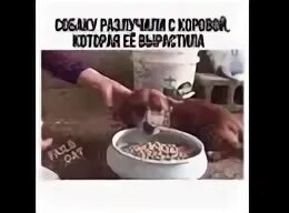 Собака съела книгу. Собака съела книгу