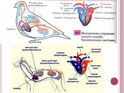 Кровеносная система проверочная